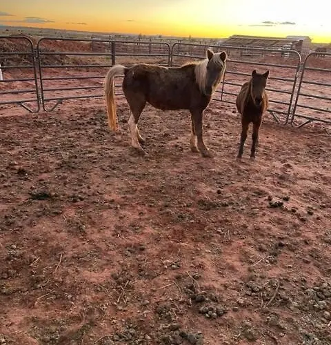 Glitter And Grit! The Wild West 40 Homestead Cane Beds
