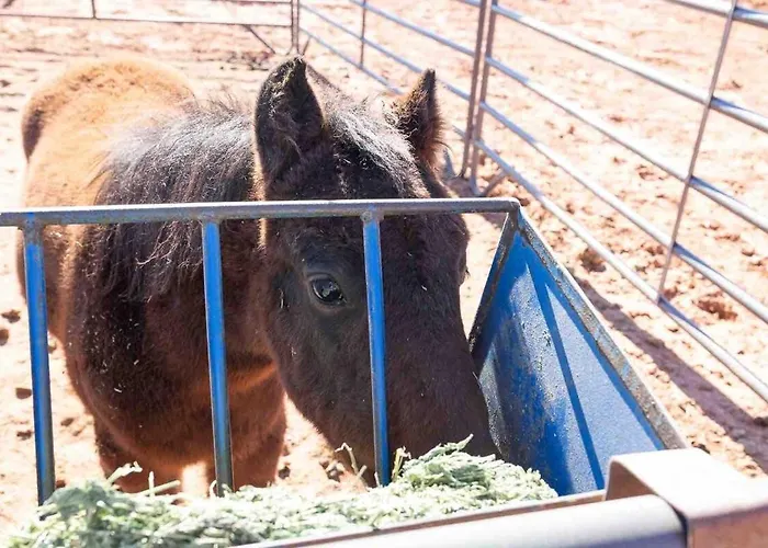 Glitter And Grit! The Wild West 40 Homestead *